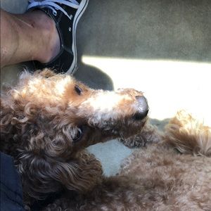 Meet your Posher, Justin